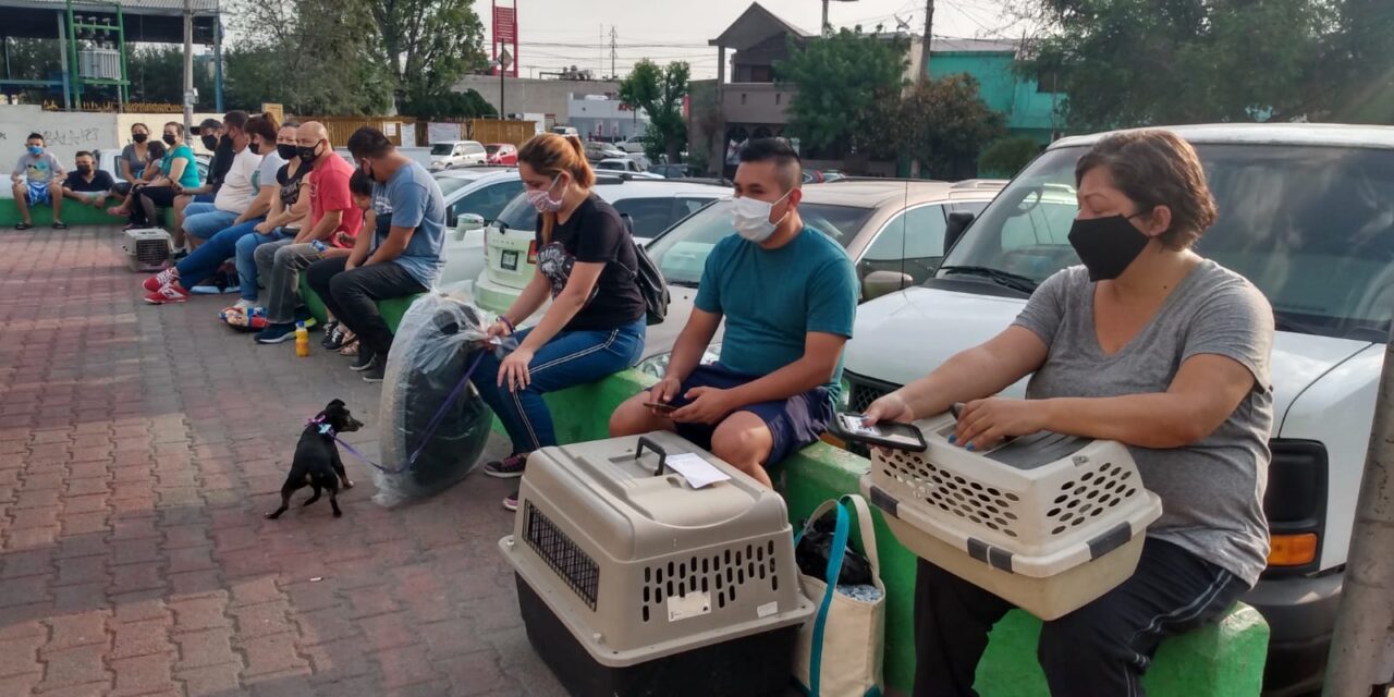 REALIZAN EN ESCOBEDO MACRO BRIGADA DE ESTERILIZACIÓN PARA MASCOTAS