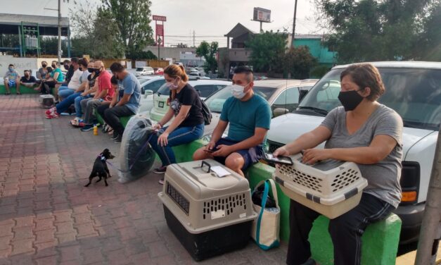 REALIZAN EN ESCOBEDO MACRO BRIGADA DE ESTERILIZACIÓN PARA MASCOTAS