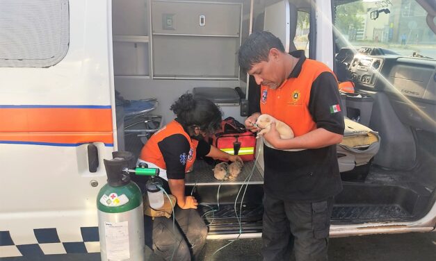 BRIGADISTAS Y POLICÍAS SALVAN A CACHORROS, TRAS INCENDIO EN ESCOBEDO