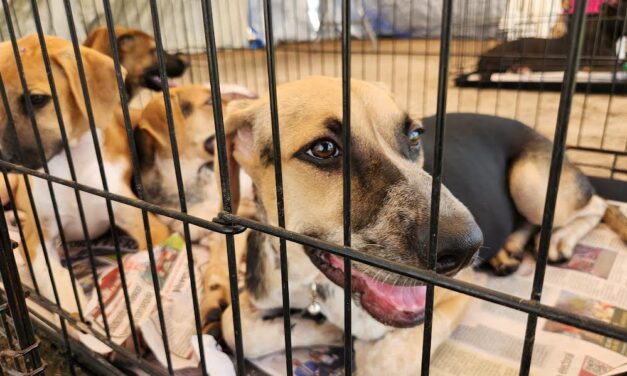 CELEBRA ESCOBEDO JORNADADE ADOPCIÓN DE MASCOTAS