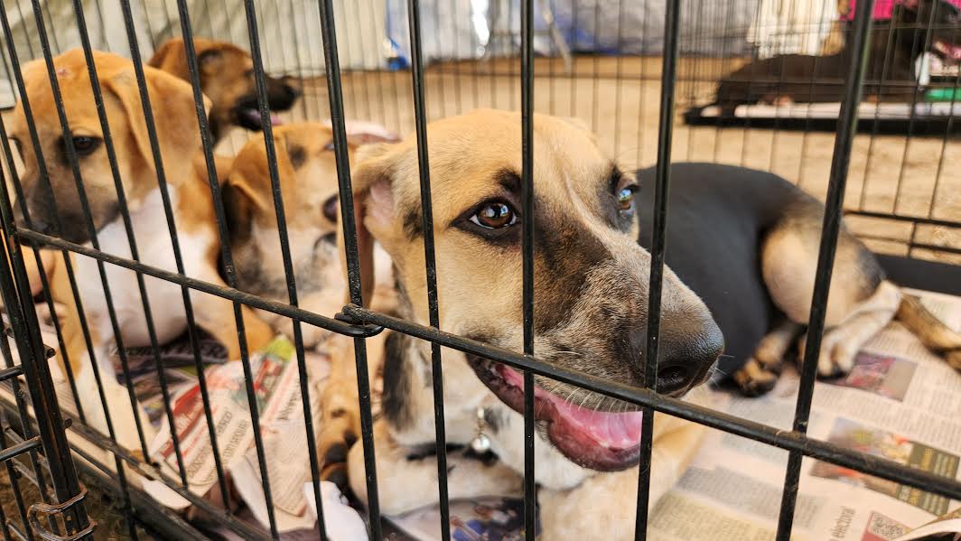 CELEBRA ESCOBEDO JORNADADE ADOPCIÓN DE MASCOTAS