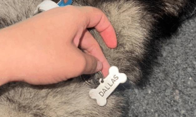 PRESENTA MEDIO AMBIENTE QUERELLA POR CASO DE PERRITO FALLECIDO